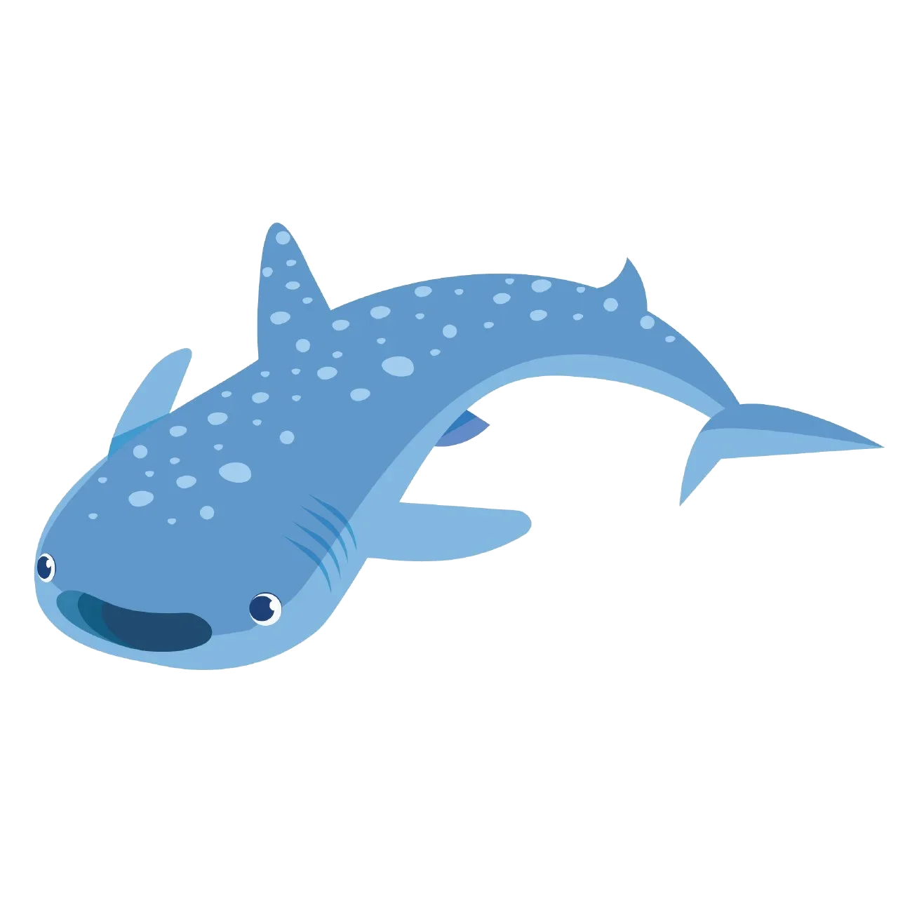 Whaley the Whale Shark